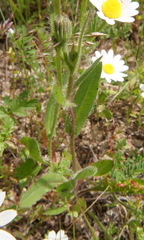Asteraceae