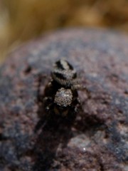 Habronattus coecatus