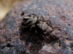 Habronattus coecatus