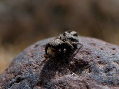 Habronattus coecatus