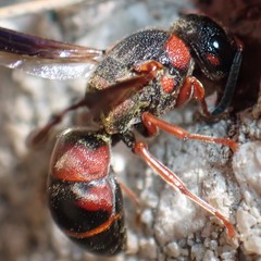 Euodynerus apopkensis