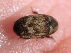Hylesinus aculeatus