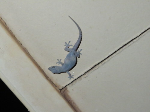 Hemidactylus frenatus observed 2022-03-12