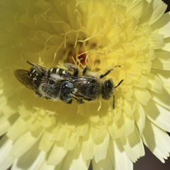 Calliopsis puellae