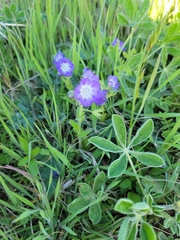 Phacelia patuliflora
