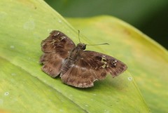 Quadrus cerialis