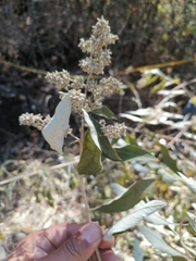 Buddleja parviflora