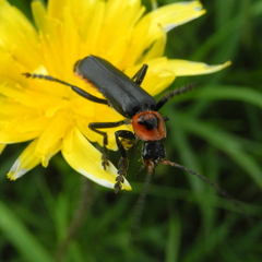 Cantharis marginiventris
