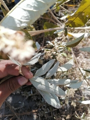 Buddleja parviflora