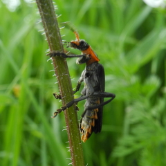 Cantharis marginiventris