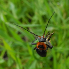 Cantharis marginiventris