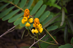 Senna reticulata