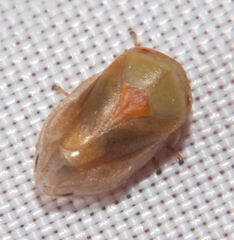 Clastoptera testacea