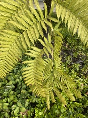 Sphaeropteris