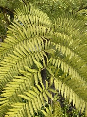 Sphaeropteris
