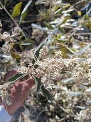 Buddleja parviflora