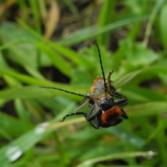 Cantharis marginiventris