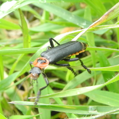 Cantharis marginiventris