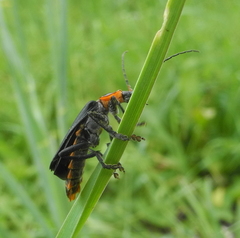 Cantharis marginiventris