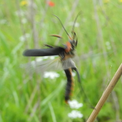 Cantharis marginiventris
