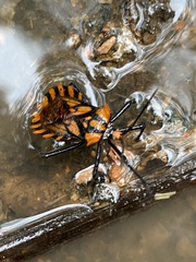 Spartocera pantomima