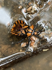 Spartocera pantomima