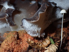 Pseudohydnum orbiculare