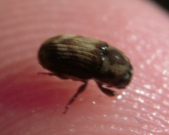 Hylesinus aculeatus