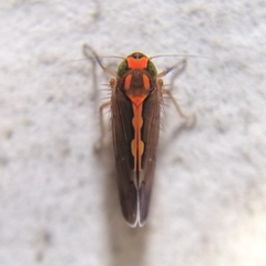 Portaninae
