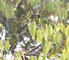 Chloropsis sonnerati