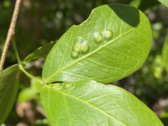 Tanaostigmodes pithecellobiae