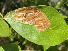 Eucosmophora pithecellobiae
