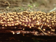 Cribraria intricata