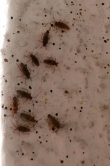 Tropidosteptes chapingoensis