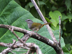 Arremonops chloronotus