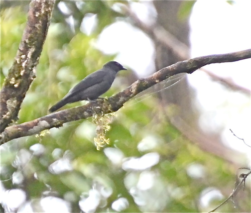 Lesser Cuckooshrike (Lalage fimbriata), photo 7