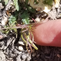 Dicranostegia orcuttiana