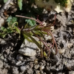 Dicranostegia orcuttiana