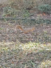 Sciurus niger