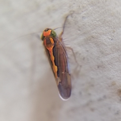 Portaninae