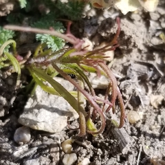 Dicranostegia orcuttiana