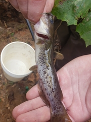 Ameiurus platycephalus