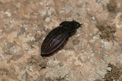 Carabus melancholicus