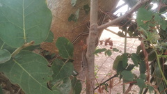 Salvadora lemniscata