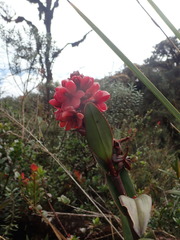 Epidendrum ariasii