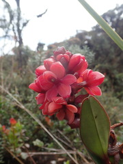 Epidendrum ariasii