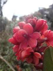 Epidendrum ariasii