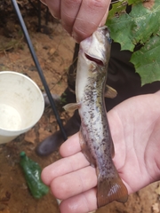 Ameiurus platycephalus