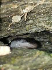 Plethodon metcalfi