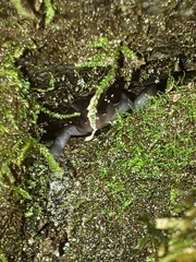 Plethodon metcalfi